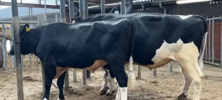 VH Gipsy Er Efterspurgt Internationalt Og Er Anvendt Mere End 83.000 Gange
