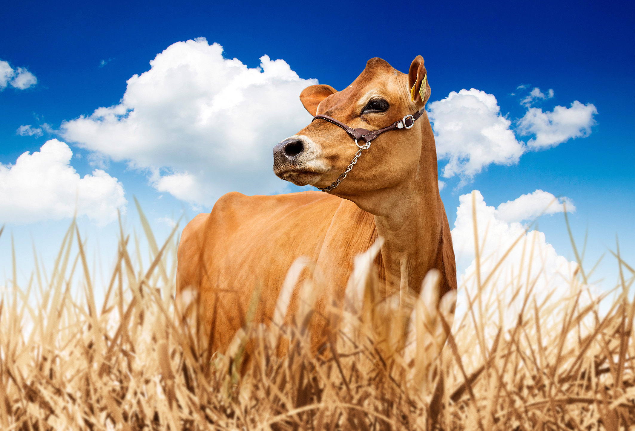 Vj Leuko Datter No Horizontal Vn Srgb Web