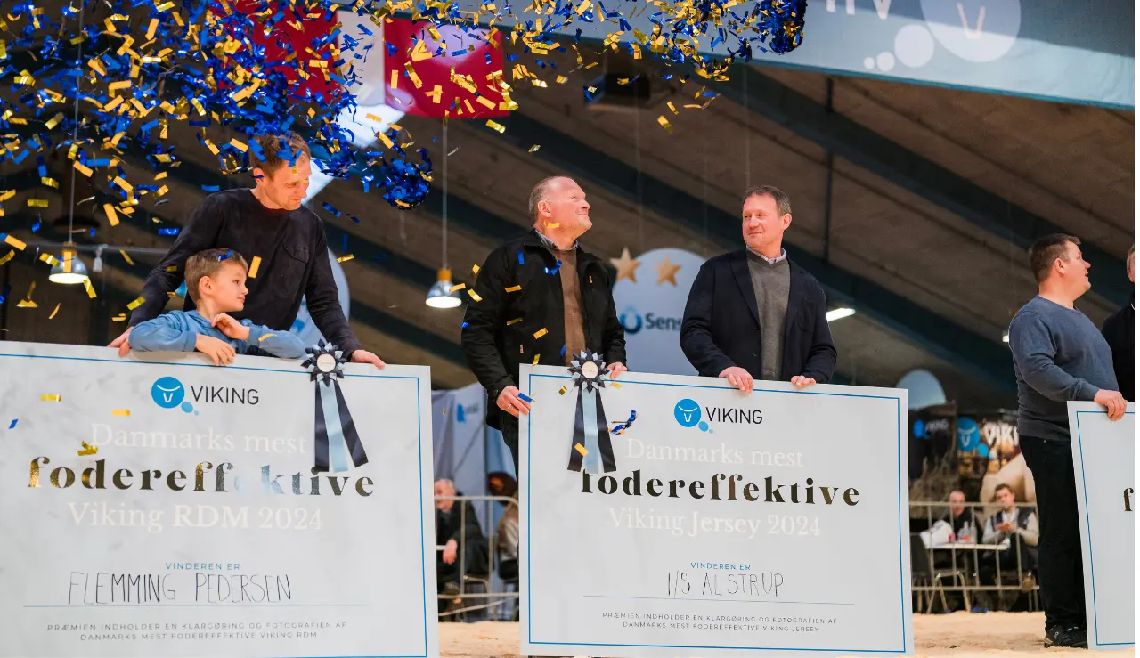 Vinder Af Mest Fodereffektive Ko RDM Og Jersey