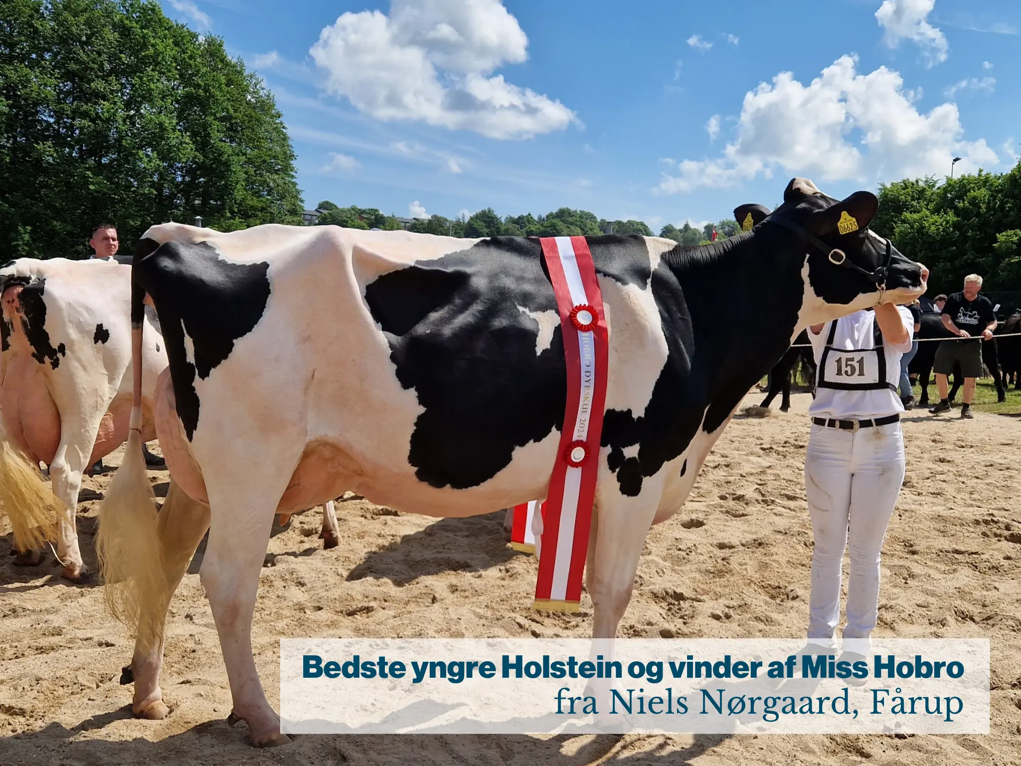 Bedste Yngre Holstein Og Vinder Af Miss Hobro