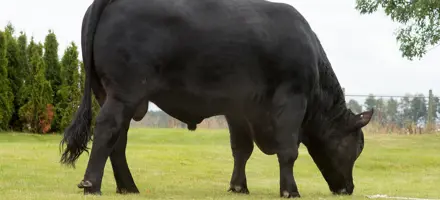 VB Zimba Scenic02 Forside