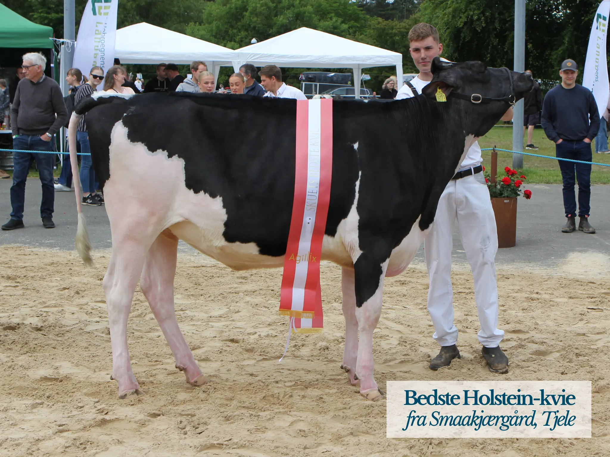Bedste Holstein Kvie, Hobro Dyrskue