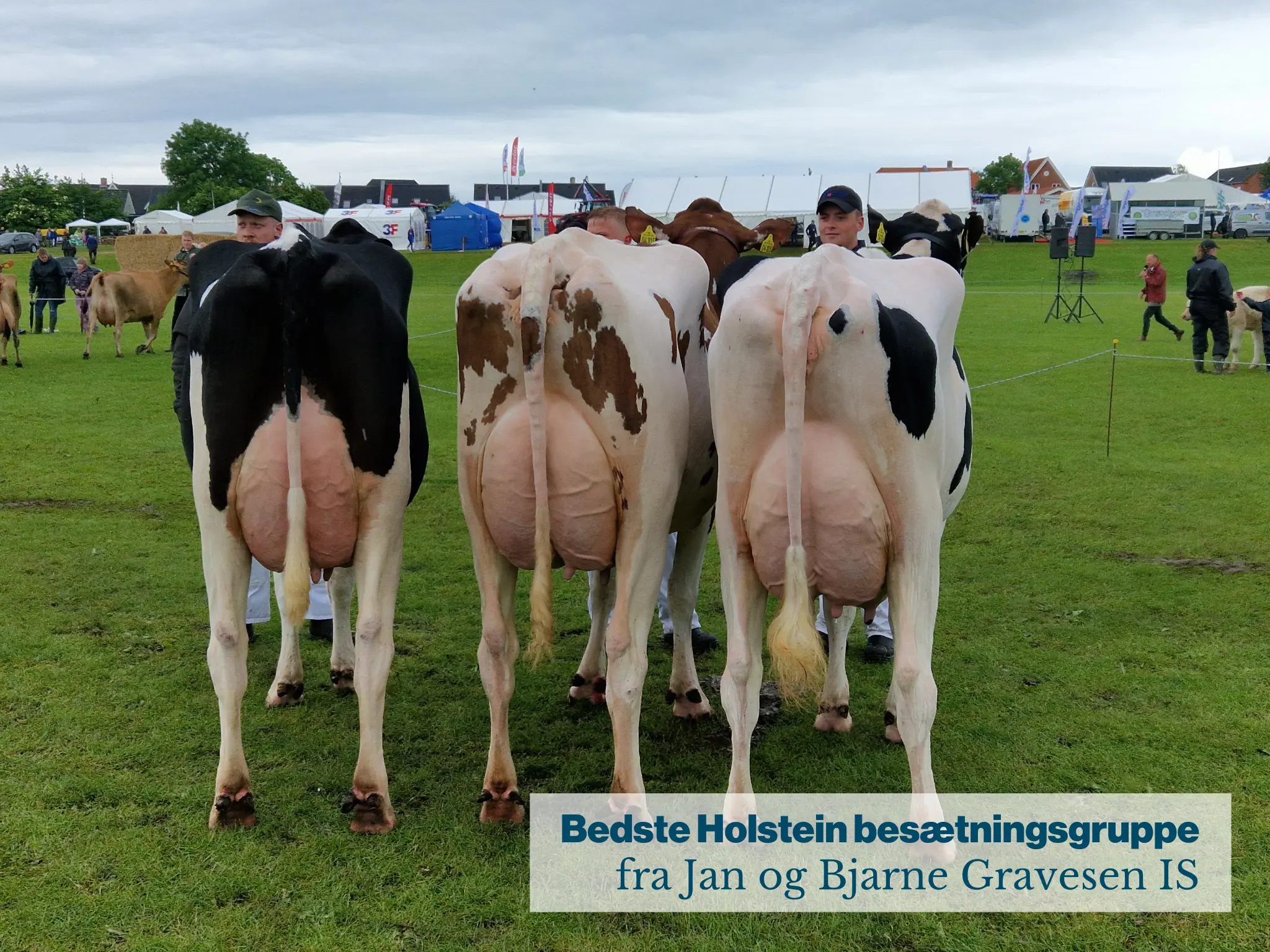 Bedste Holstein Besætningsgruppe