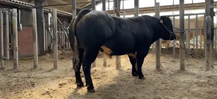 VB Sumo