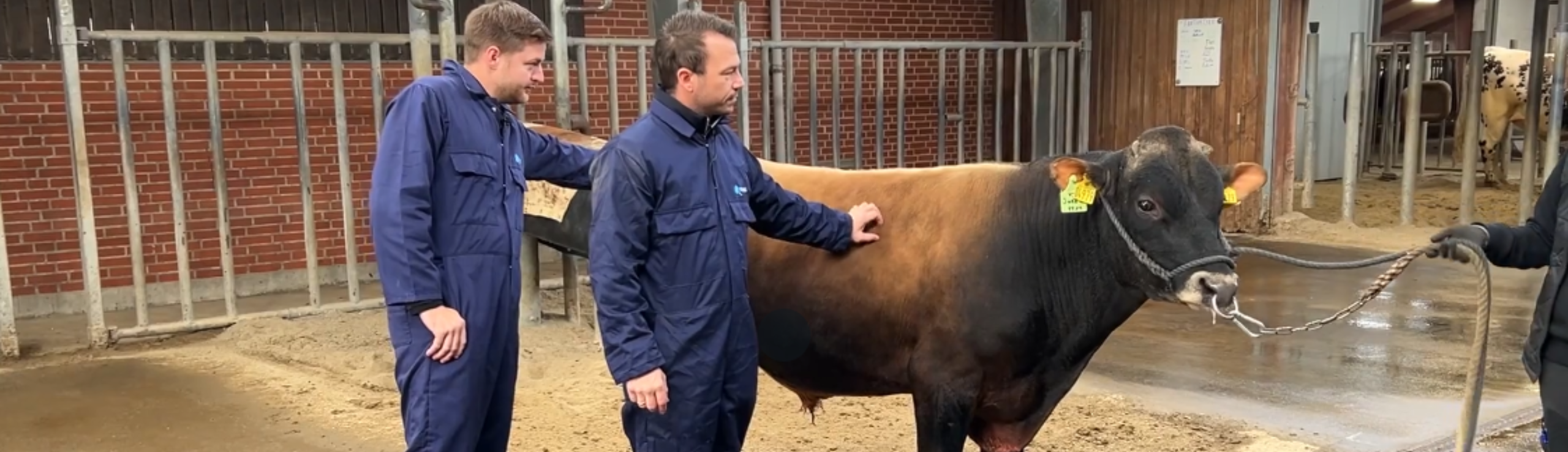 VJ Jukka ligger højt på produktive egenskaber – yversundhed og holdbarhed