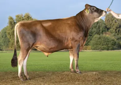 VJ Jabra (VJ Jojo)