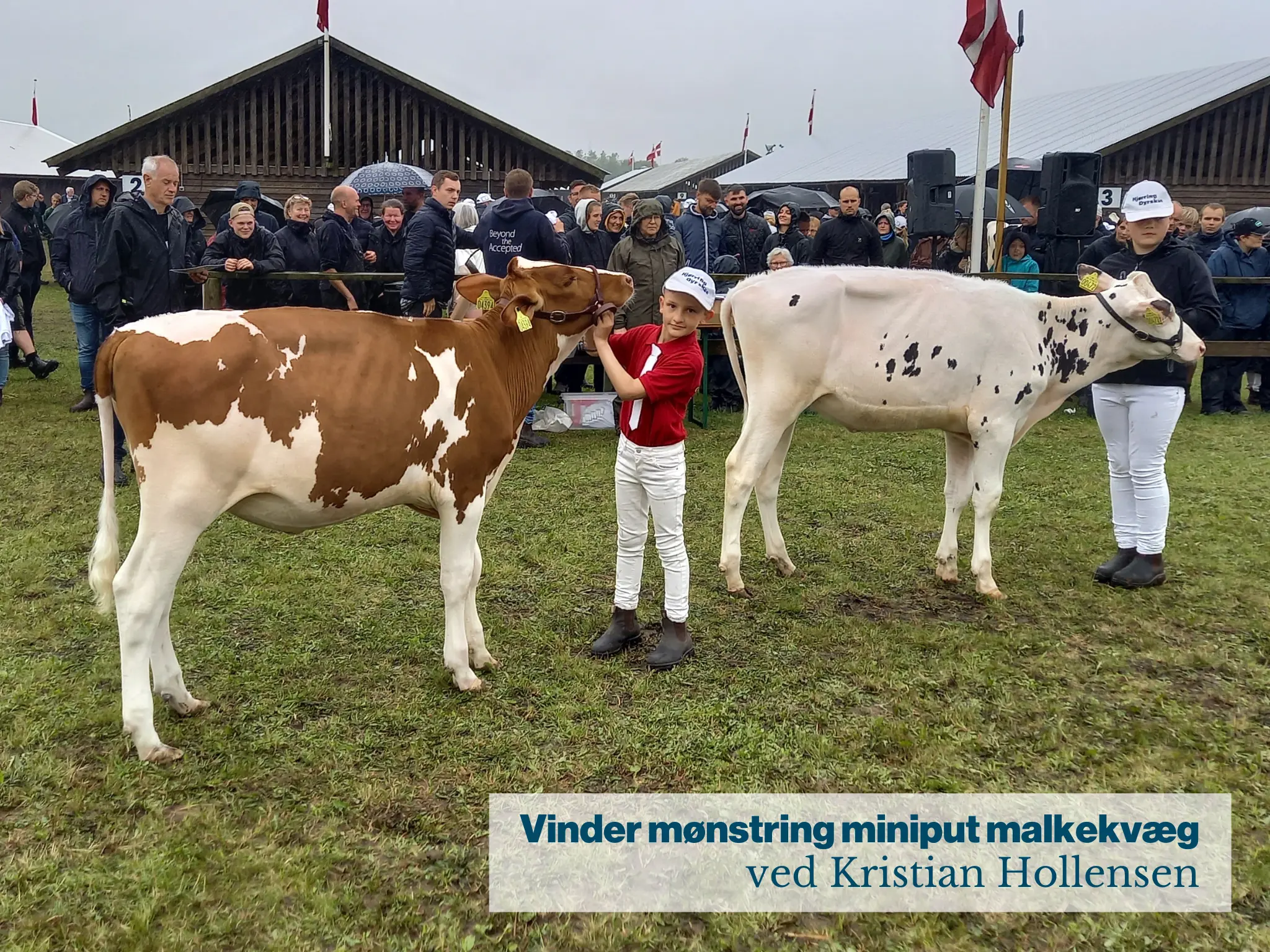 Vinder Mønstring Miniput Malkekvæg