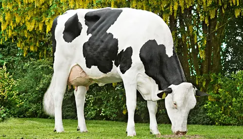 Crasat Daughter No 32445 4526 Procross1 From Sjaak And Jacqueline Bosma Farsø Scenic Srgb Web