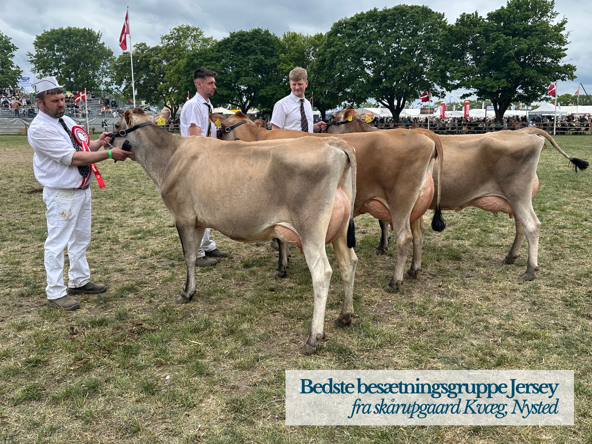 Bedste Besætningsgruppe Jersey På Roskilde Dyrskue 2026