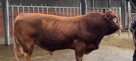 VB Odd En Afprøvet Tyr Med Dokumenteret Styrke I Både Forløb, Livskraft Og Afkomskvalitet