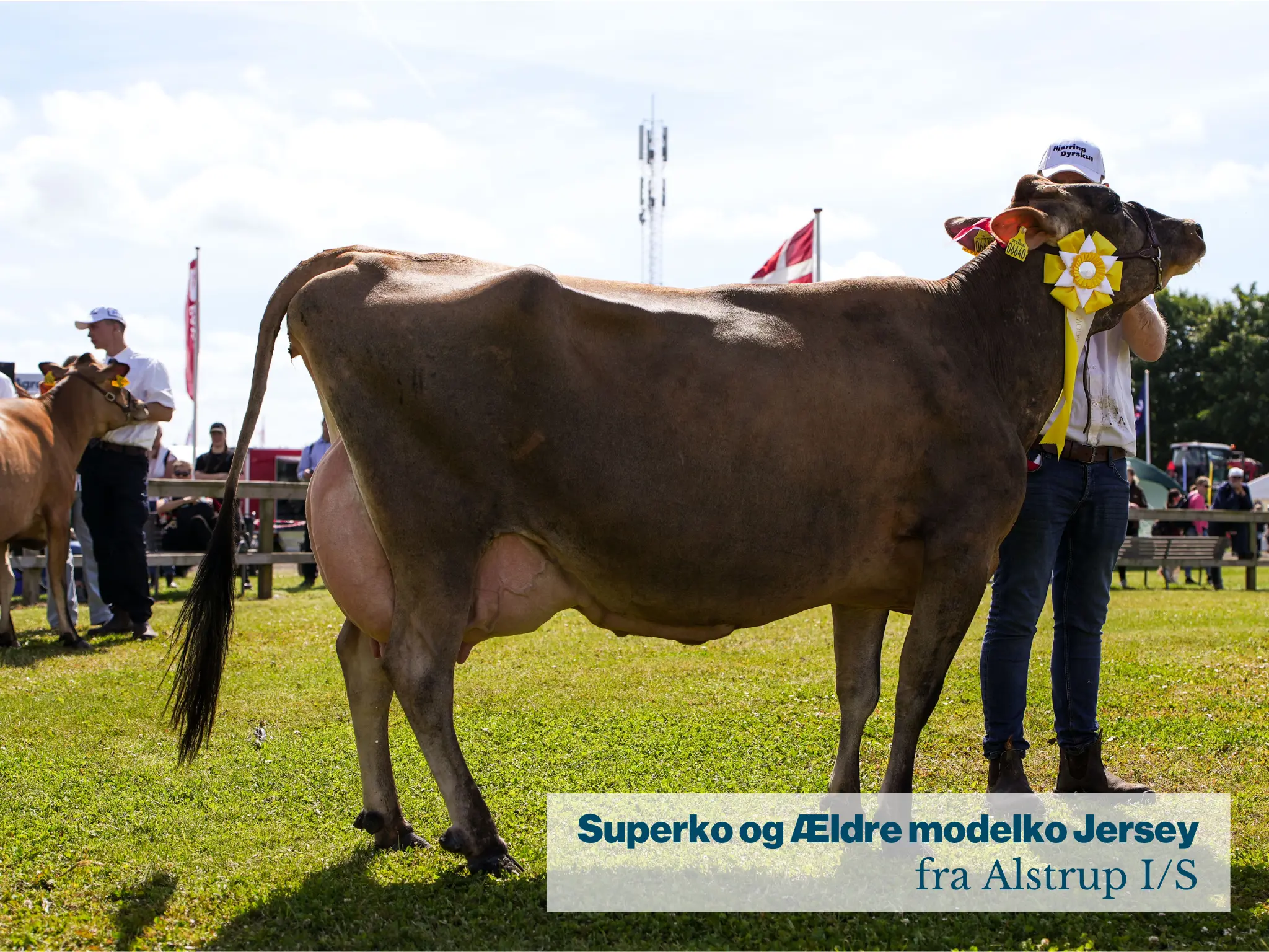Superko Og Ældre Modelko Jersey