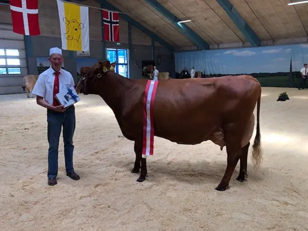 Ældre Model Blev 3. Kalvs VR Vals Torben Vincents. Bedste Yver Titlen,
