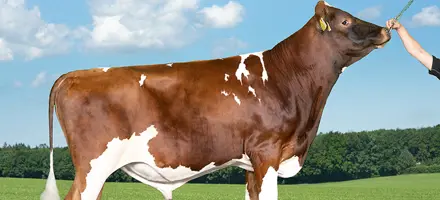 VR Facit P (VR Fanof P) Forside