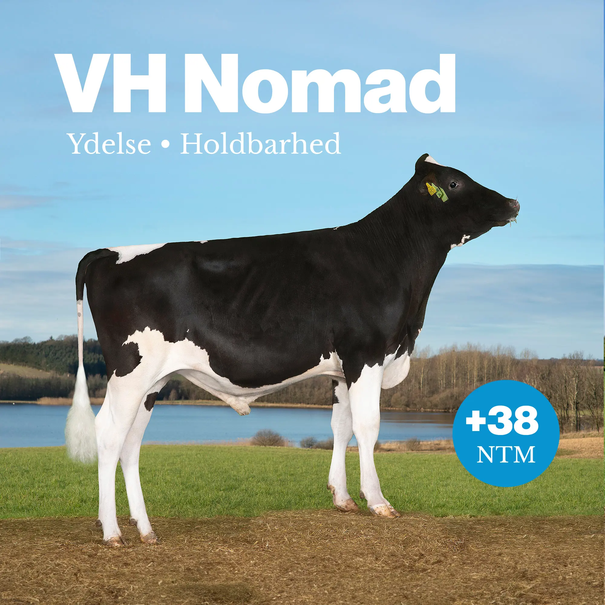 VH Nomad