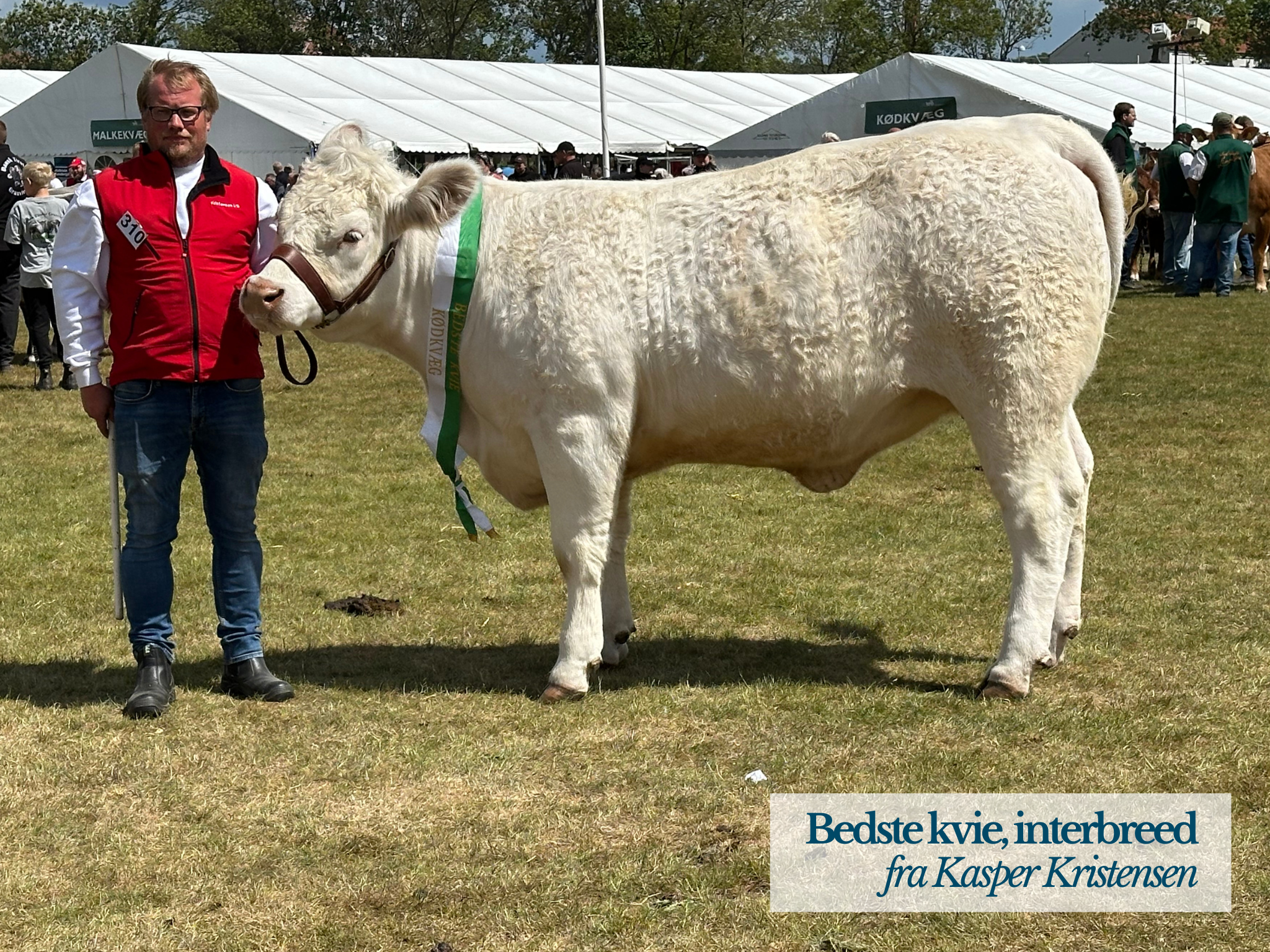 Bedste Kvie, Interbreed