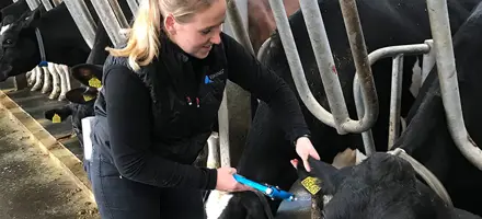 Emma Ømark Jensen Tager Vævsprøver Af KRY Køer