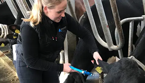Emma Ømark Jensen Tager Vævsprøver Af KRY Køer