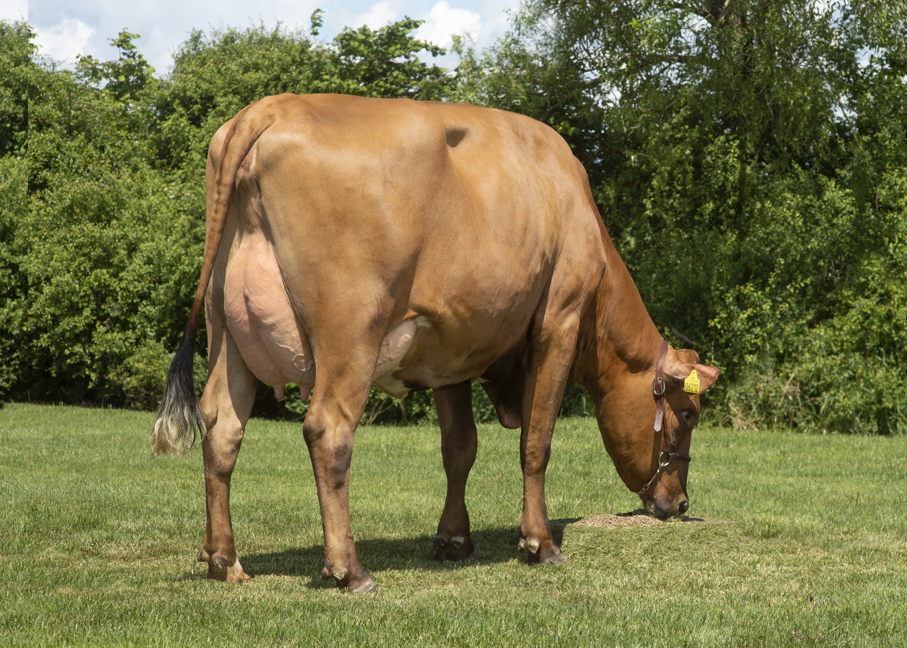 VR Vilperi Daughter 19629 6212 From Jacob Serup Pedersen Aarup