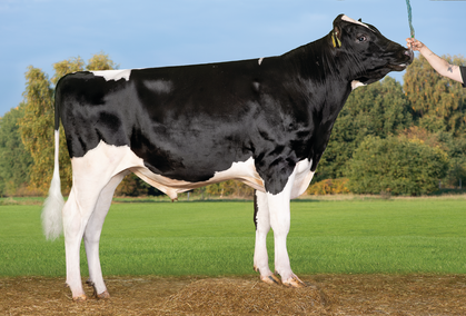 VH Faruk (VH Finish)