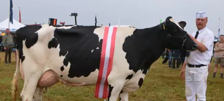 Superko Holstein Blev En VH Newstar Datter Fra IS Midtgård Holstein Ved Ribe Dyrskue 2026