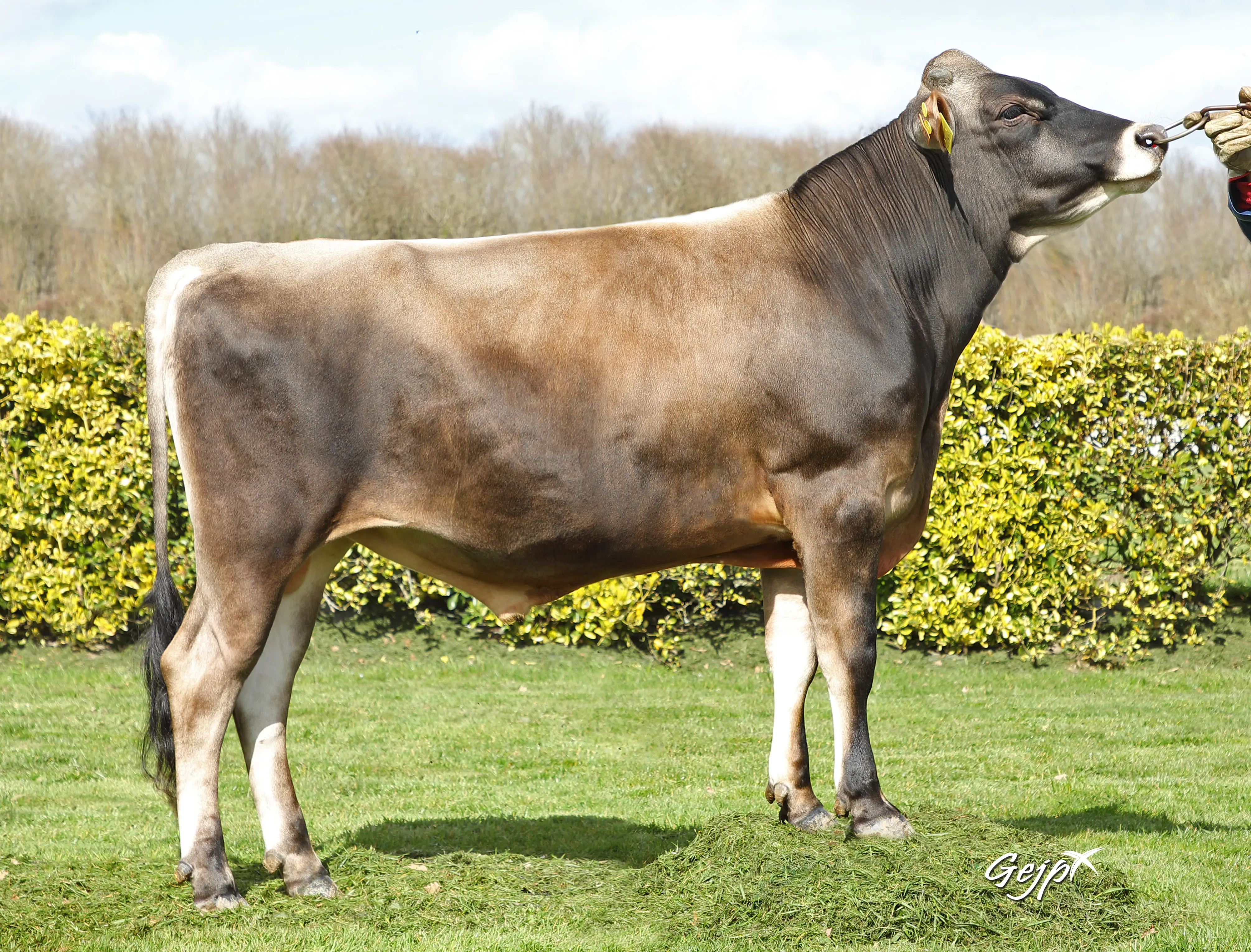 VJ STORER FR2946403974 Classique HD (1)