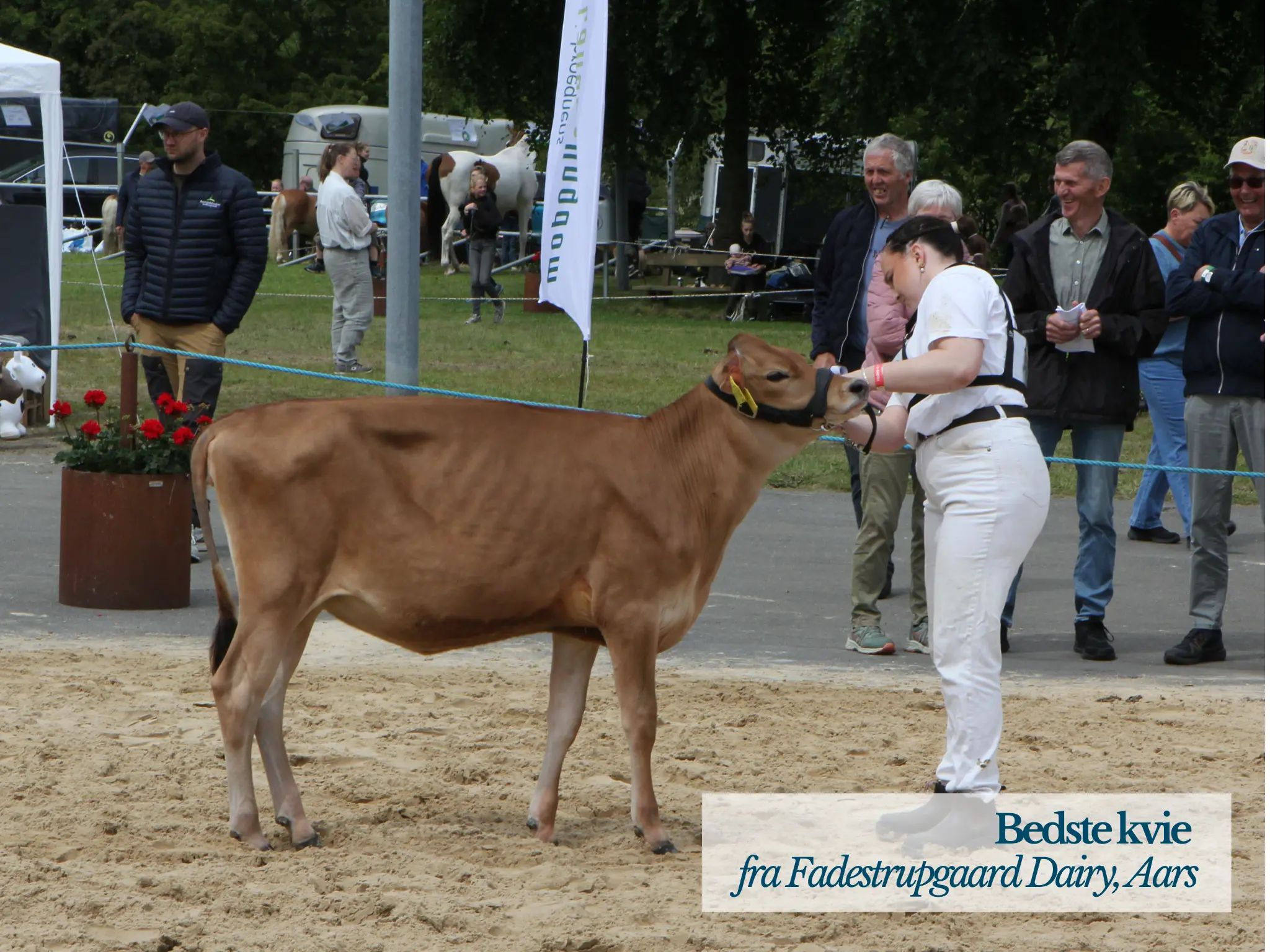 Bedste Kvie, Hobro Dyrskue