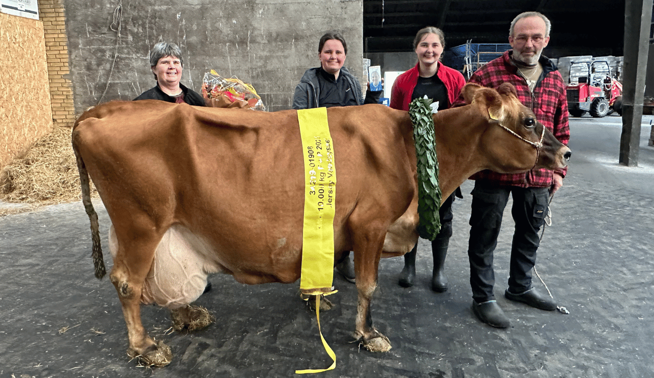 Ko Nr. 1908 Hædret For 10.000 Kg Fedt Og Protein