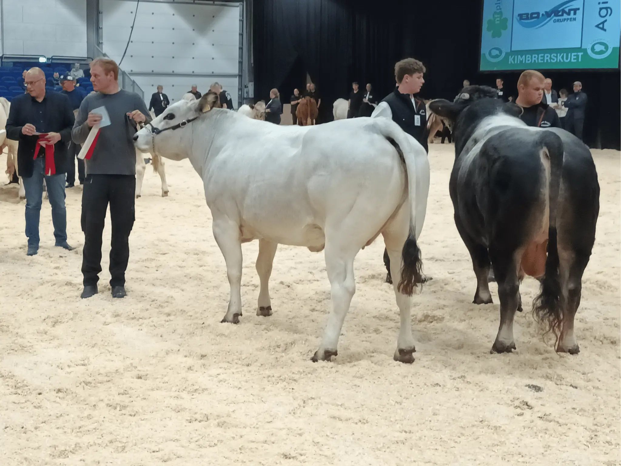 Goldko På 4,5 År, 23P. Og Ærespræmie