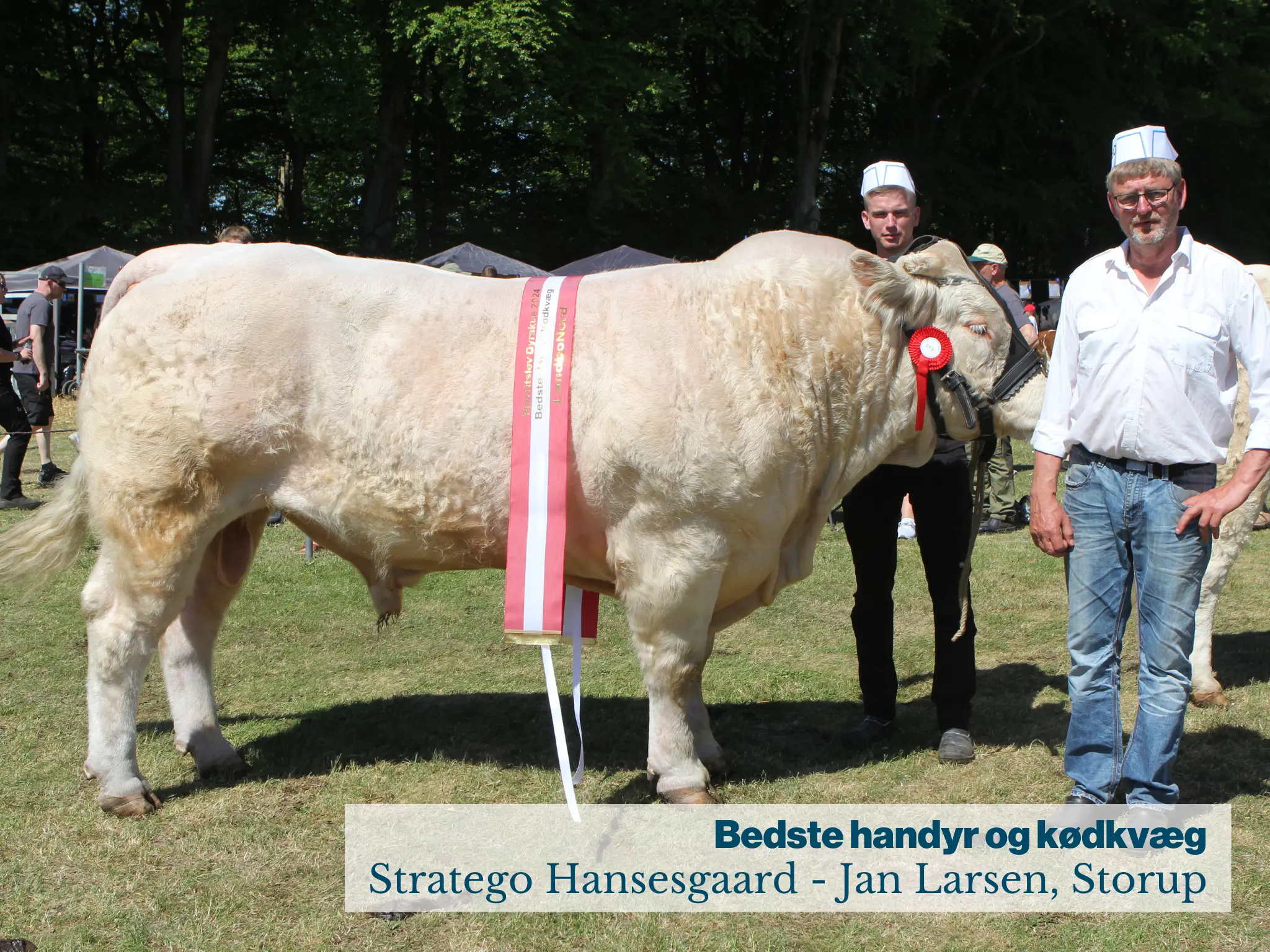 Fjerritslev Dyrskue Bedste Handyr Og Kødkvæg