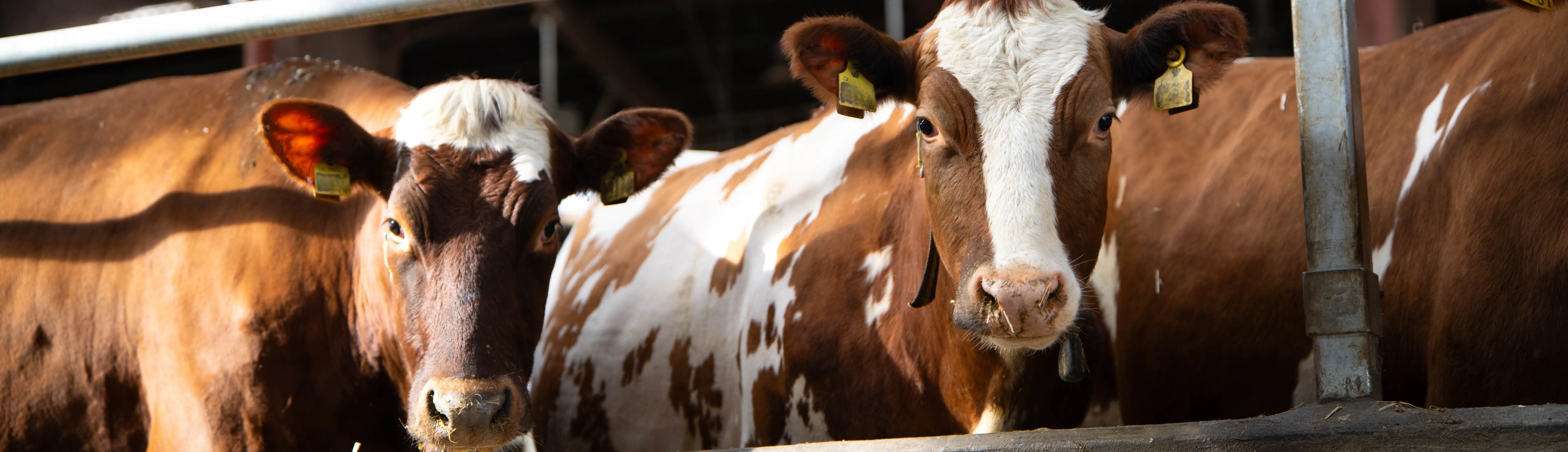 To Køer Ved Siden Af Hinanden