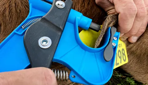 Genomisk Test Tages Med Øretang