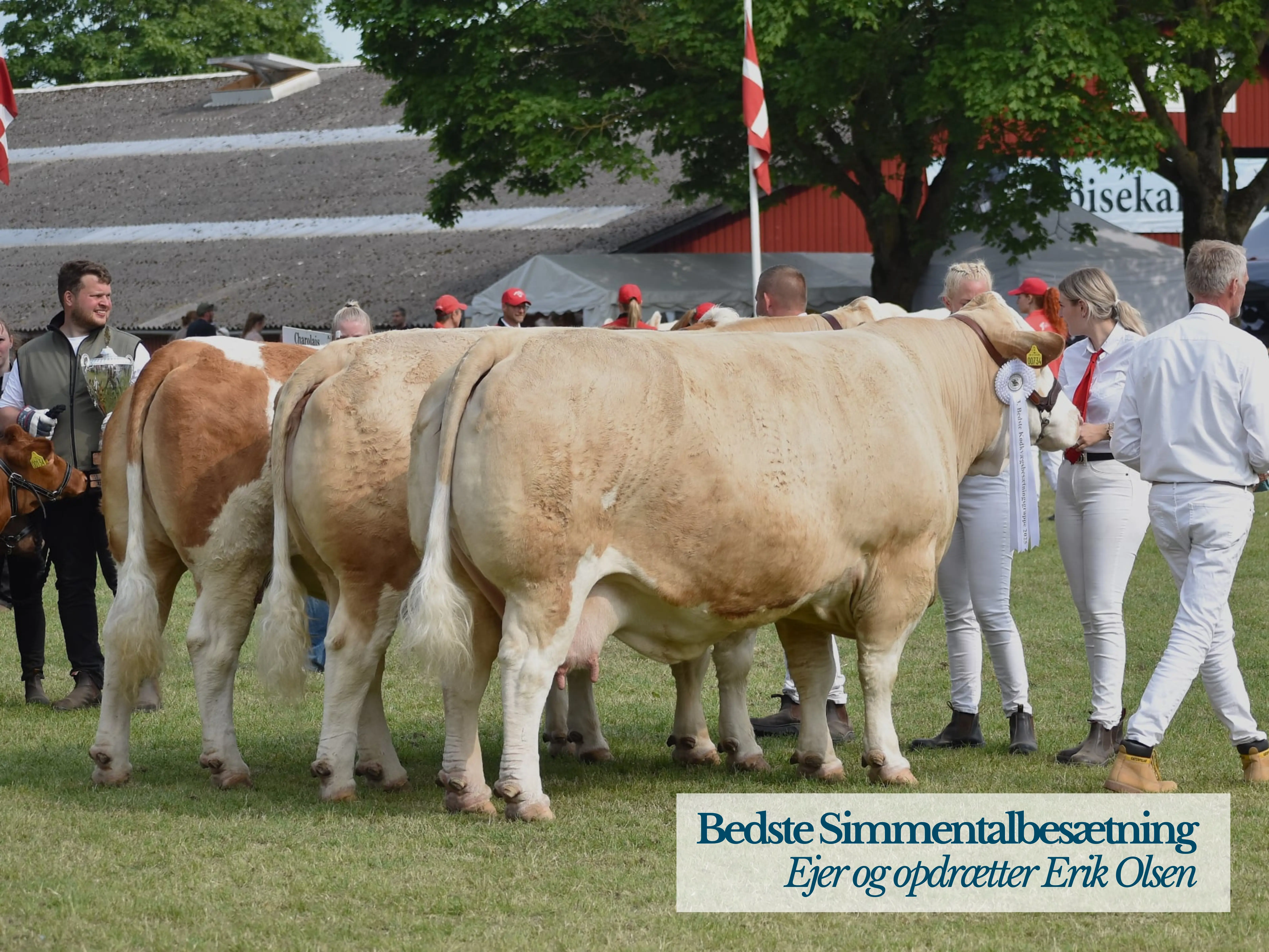 Bedste Simmental Besætning, Ejer Og Opdrætter Erik Olsen
