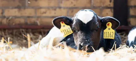 En Afslappet Kalv, Der Nyder Tilværelsen (1)