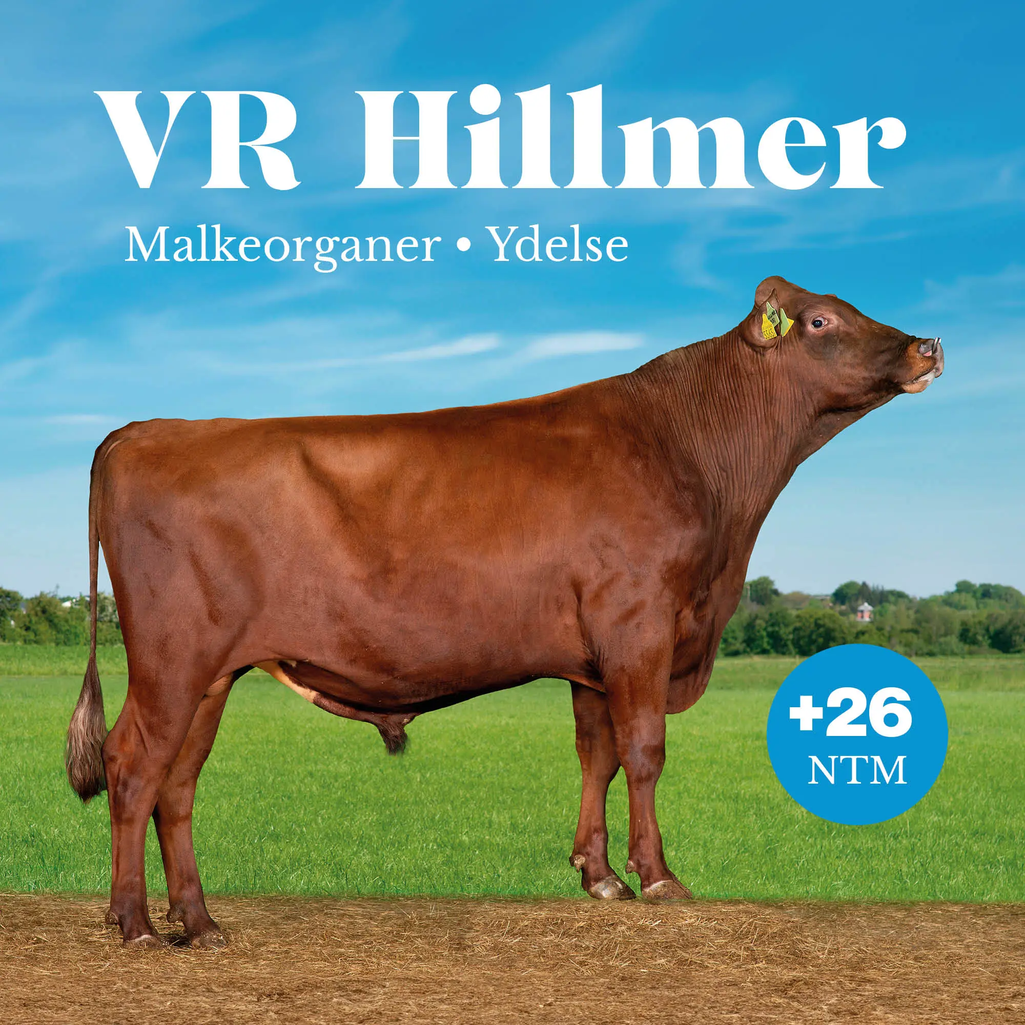 VR Hillmer