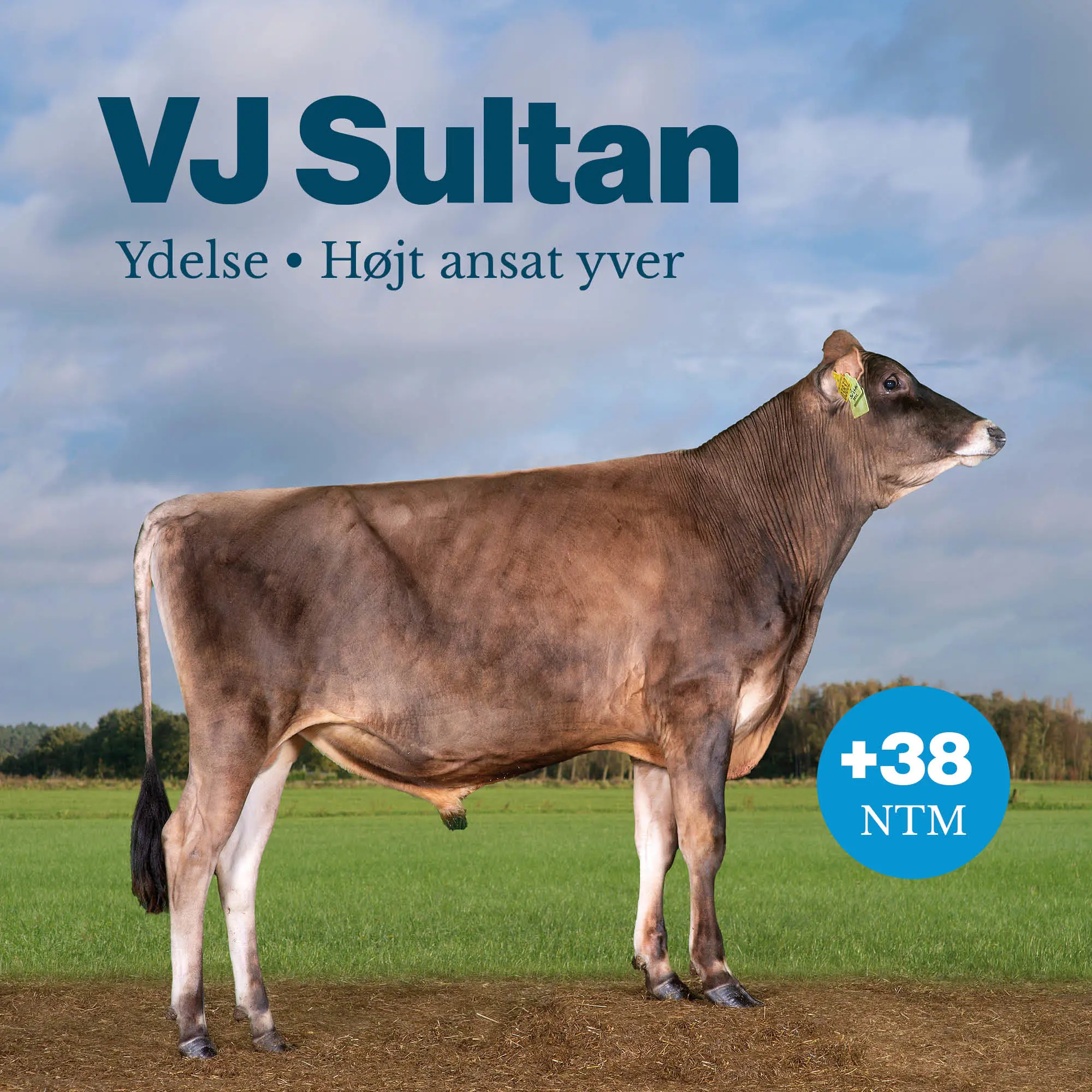 VJ Sultan
