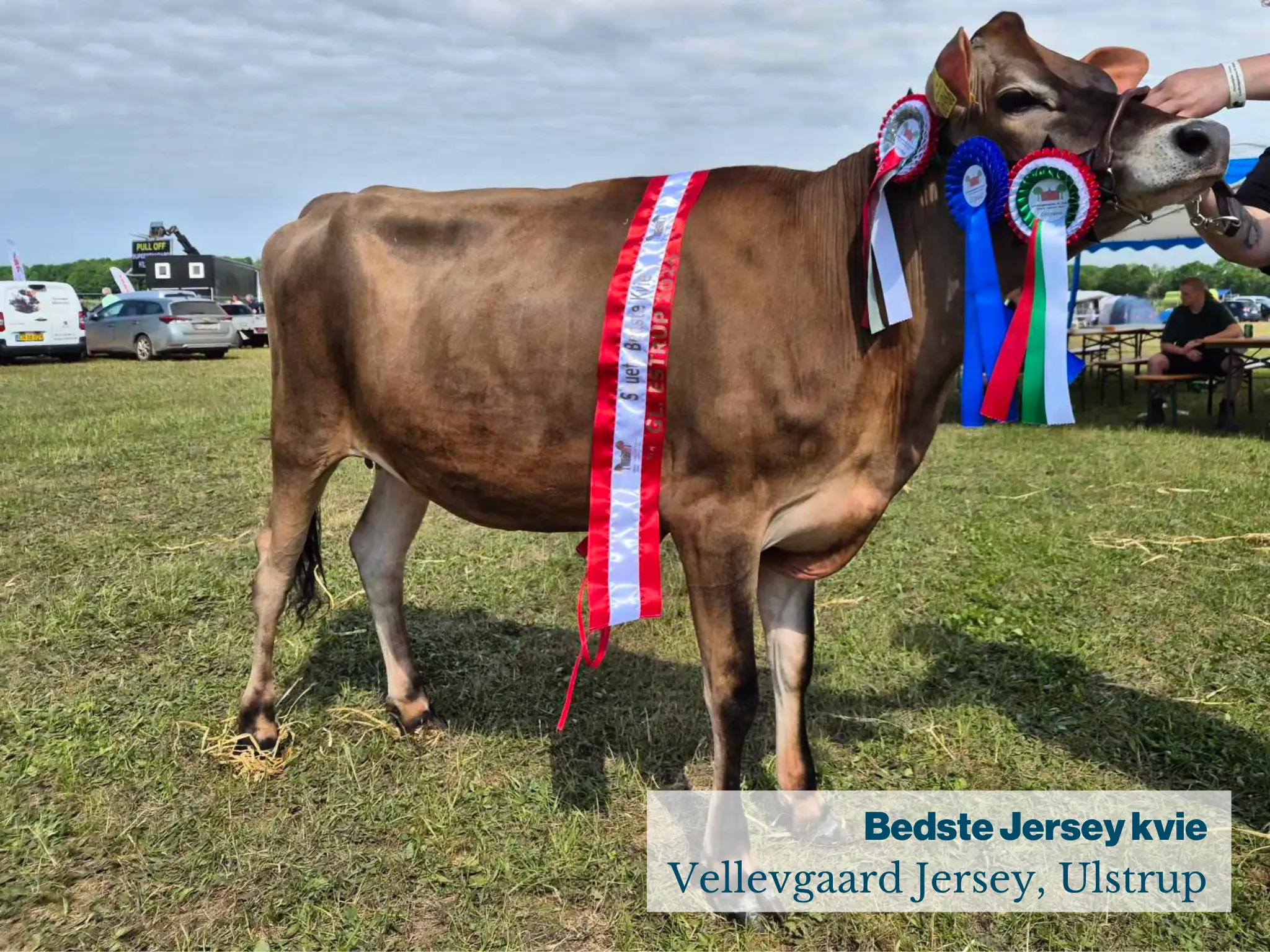 Bedste Jersey Kvie