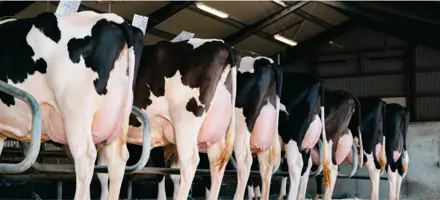 Flot Række Holsteinkøer Fra Holstein Årsmøde