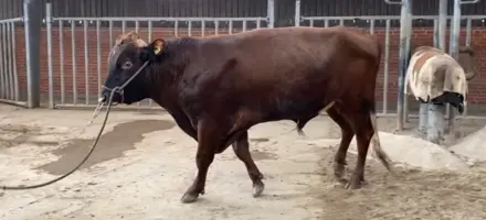 VR Holt På Vikinggenetics