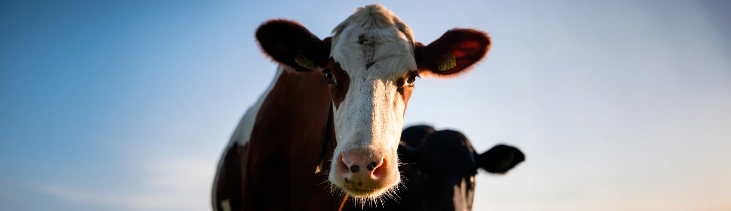 RDM Ko I Naturlige Omgivelser