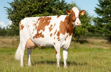 Rød Holstein