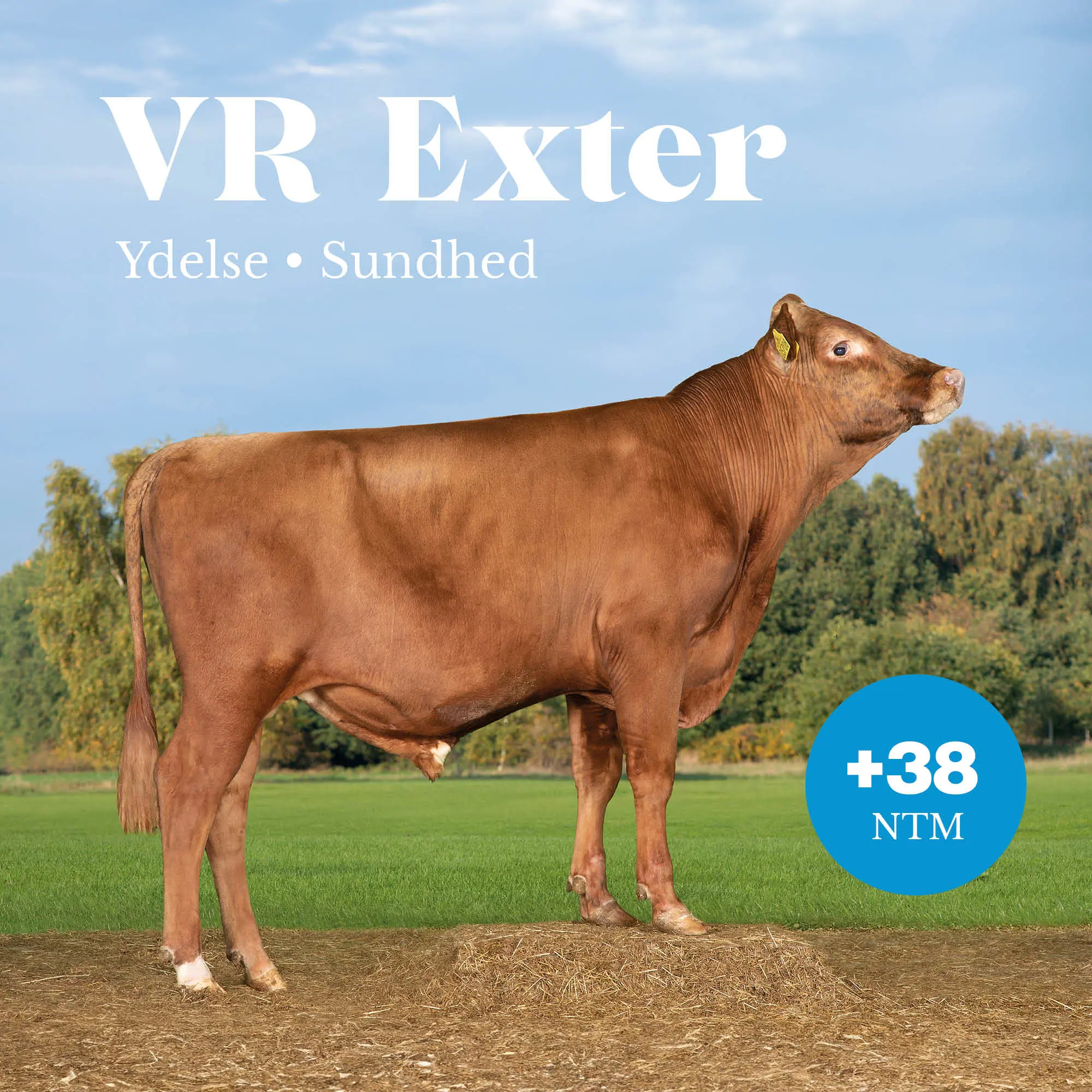 VR Exter
