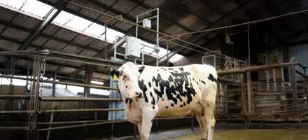 Holsteing Ko Foran Cowfit