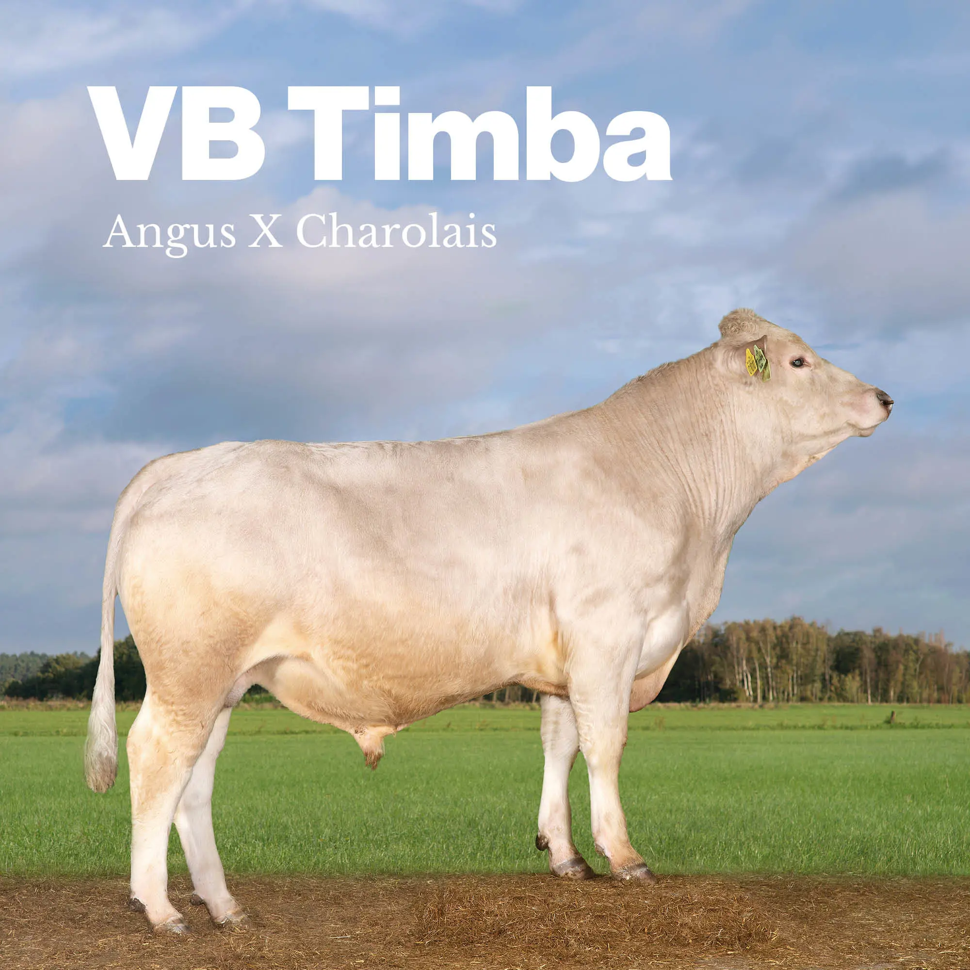 VB Timba