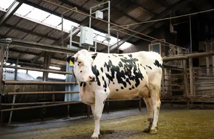 Holsteing Ko Ved Cowfit