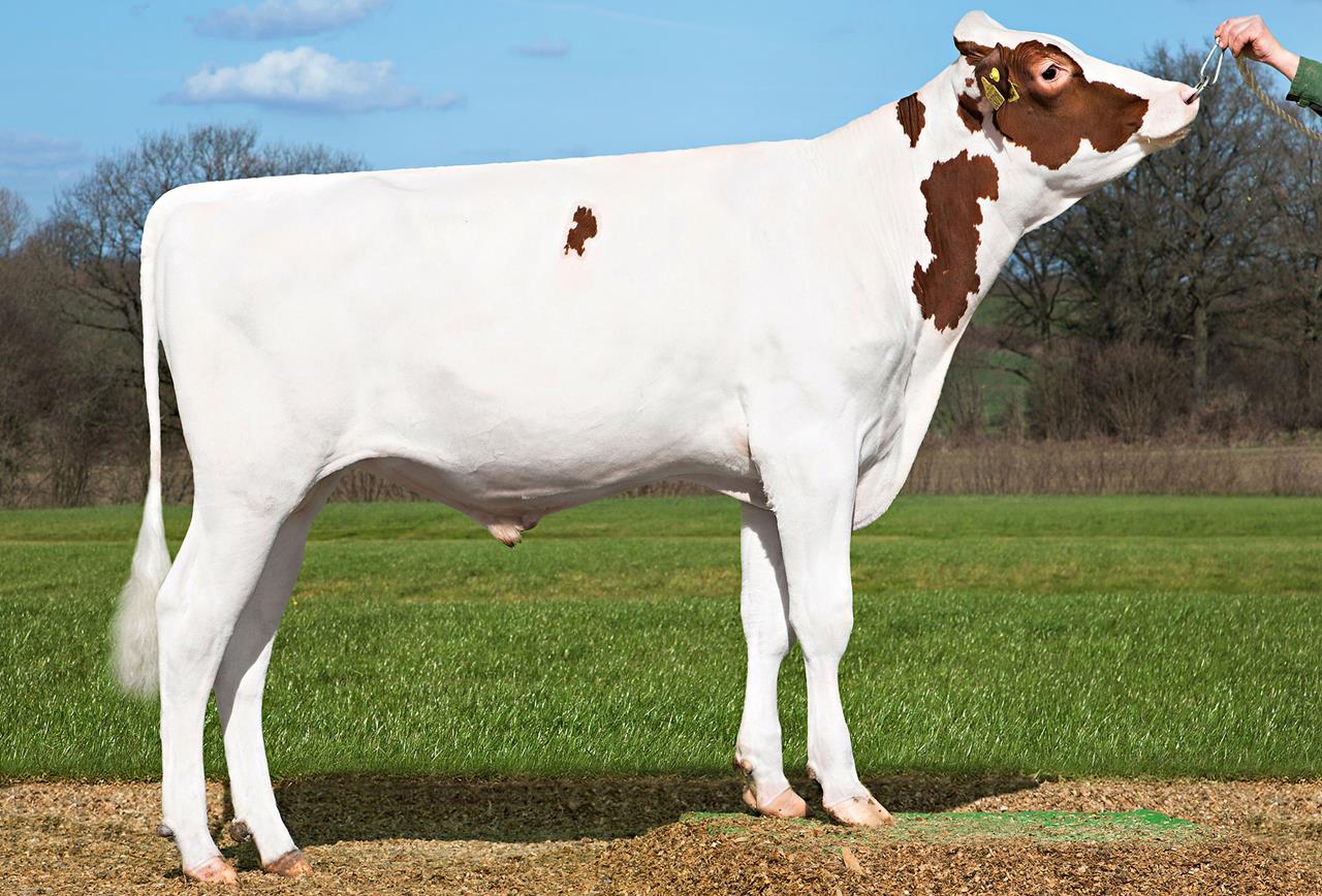 Gonzales Red Srgb Web