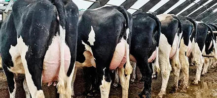 120 VH Bernell 1. Kalvskøer På Farm I Estland