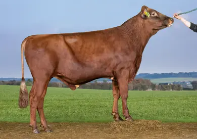 VR Ferman (VR Fairway)