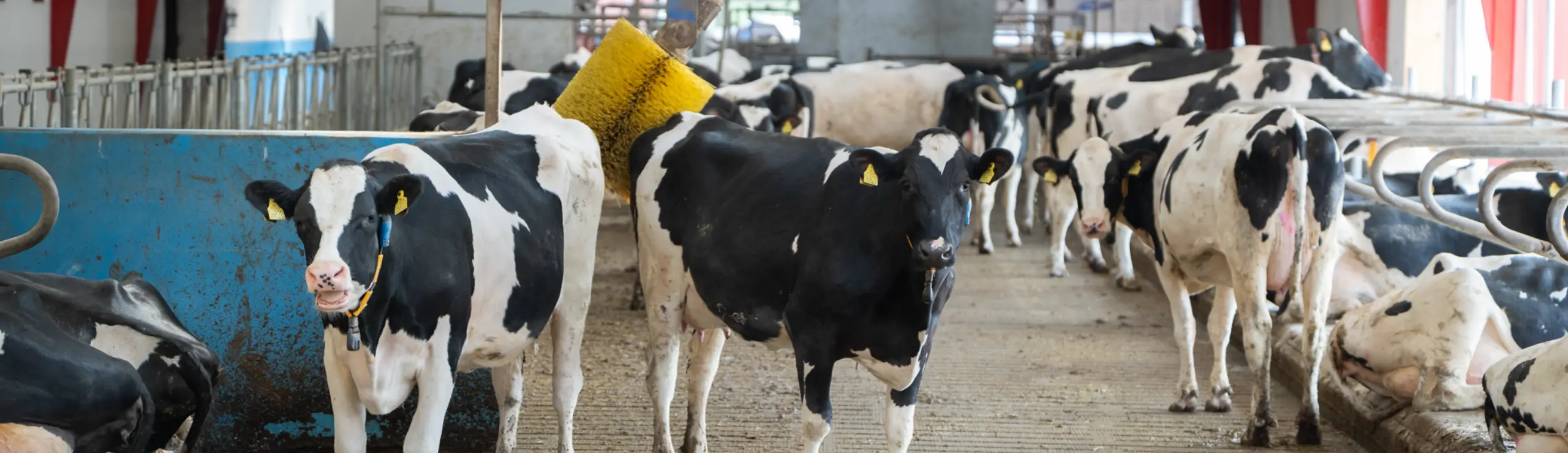 Køer indefra stald