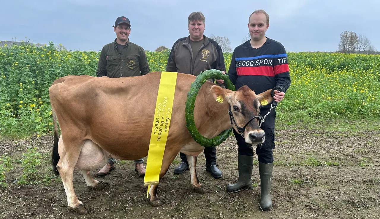 Ko Nr. 2978 Fra Anders Nielsen