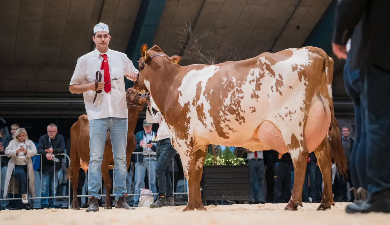 2. Pladsen 3. Kalvs Ko Fra Frederiksdal Ved Rasmus Steffensen, Roslev. VR Vario X VR Dalton